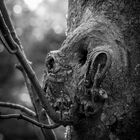 Faces in the Tree