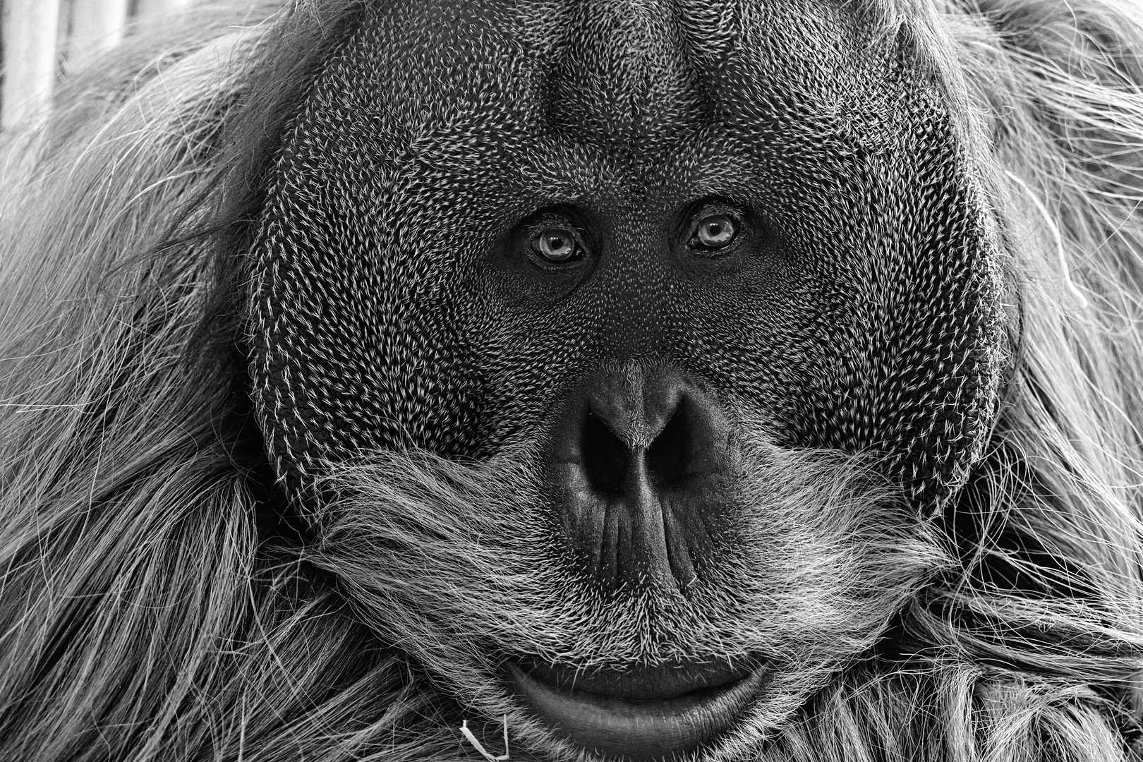 Faces of an Orang Utan