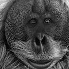 Faces of an Orang Utan