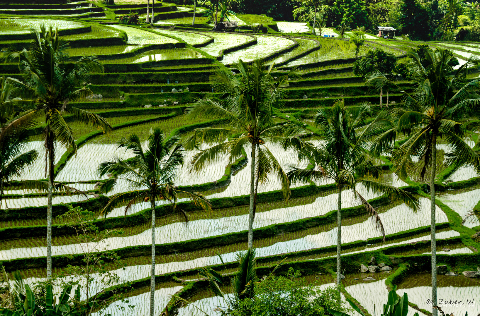 Faces of Bali -    Weltkulturerbe