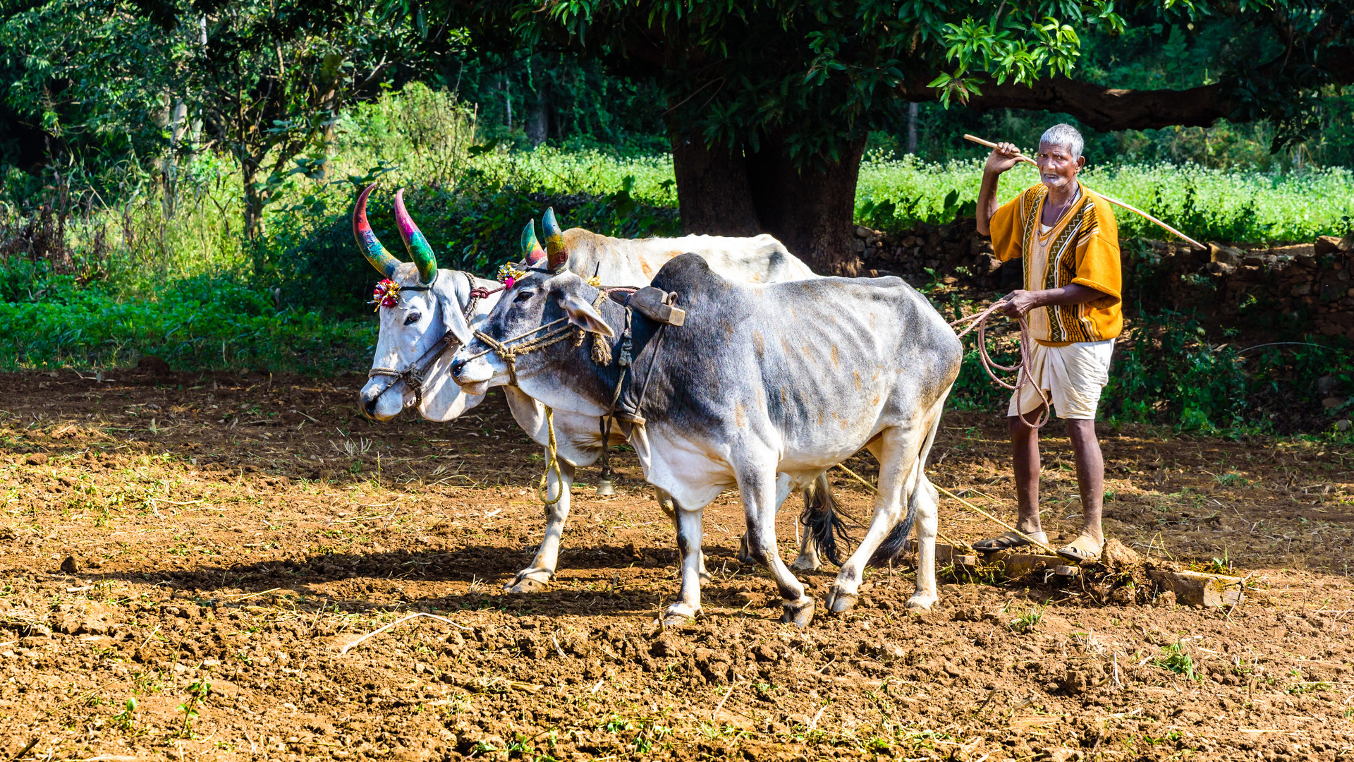 'Faces of India' - Primitiv?