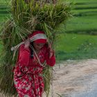 Faces of Nepal (1)