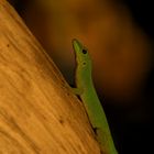 Faces of Seychelles 2