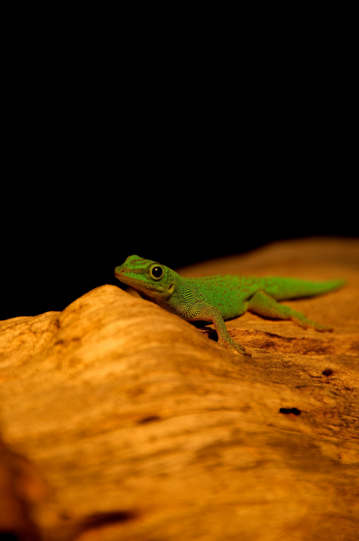 Faces of Seychelles