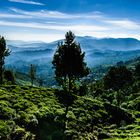 Faces of Sri Lanka (11) -  It's Tea Country