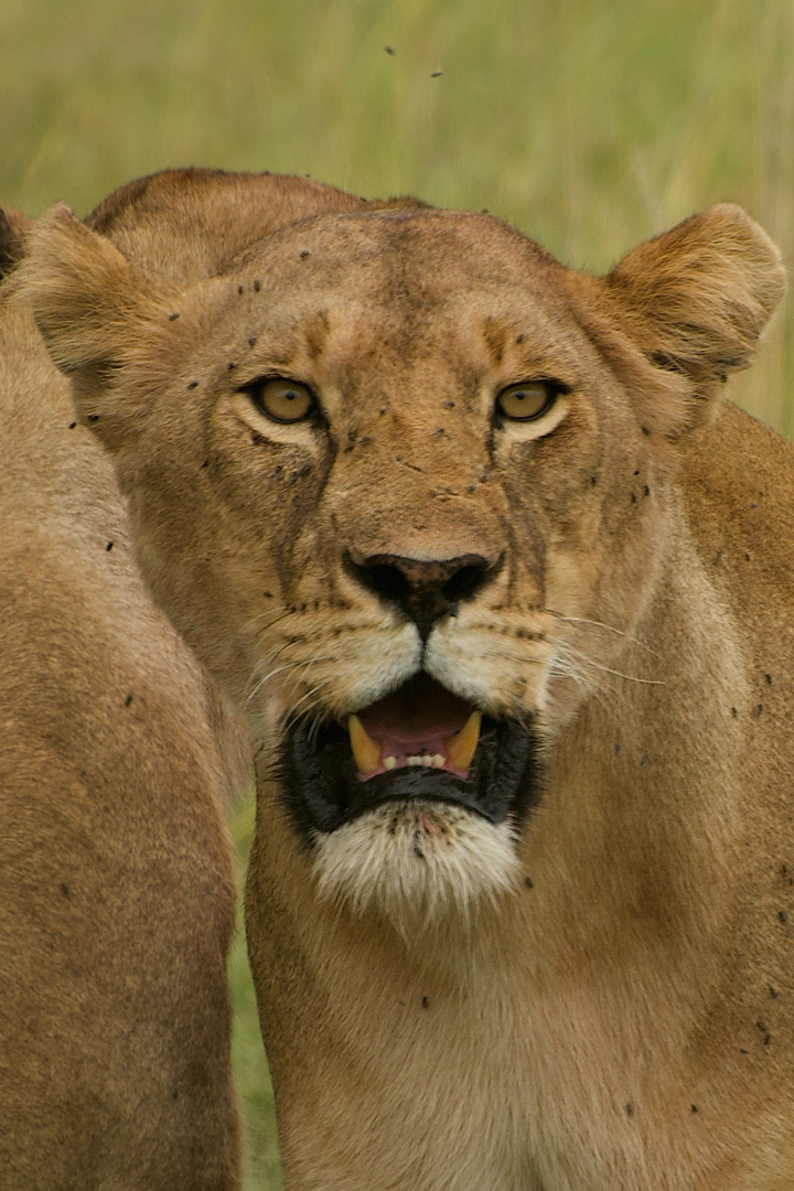 Faces of Tansania