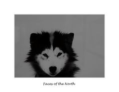 Faces Of The North