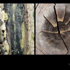 . faces of wood .