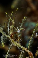 FaceTime with a skeleton shrimp (Caprellidae)