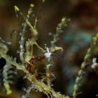 FaceTime with a skeleton shrimp (Caprellidae)