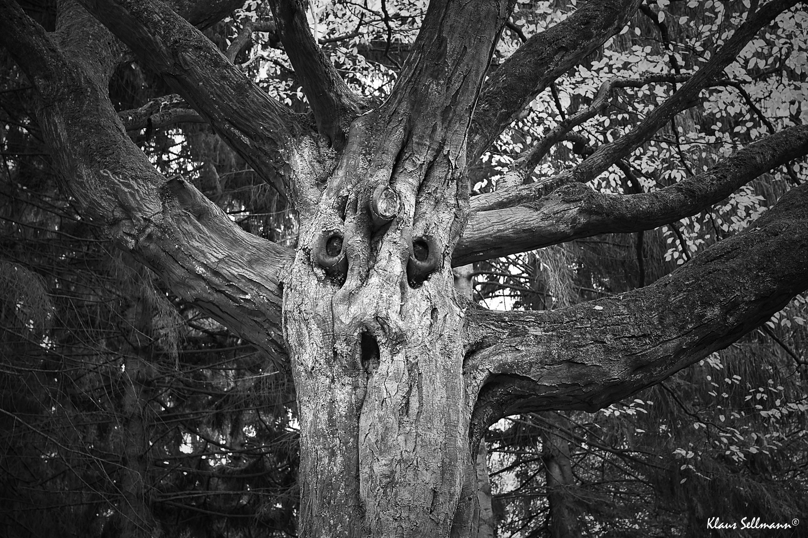 FaceTree_2