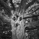 FaceTree_2