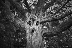 FaceTree_2