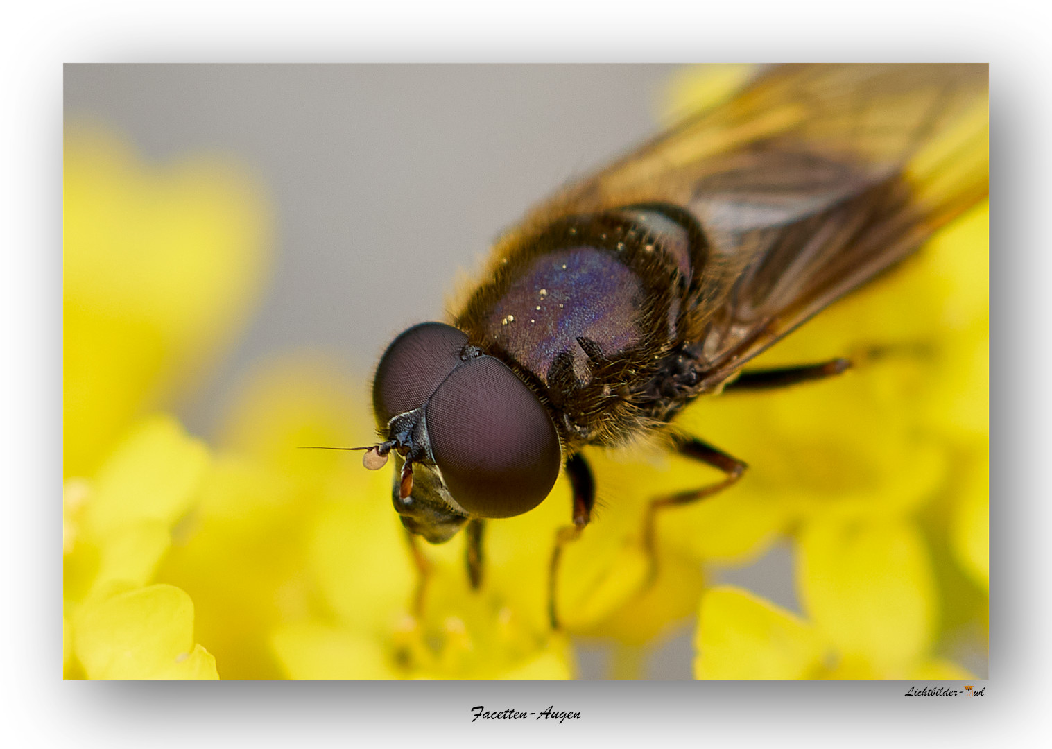 Facetten-Augen