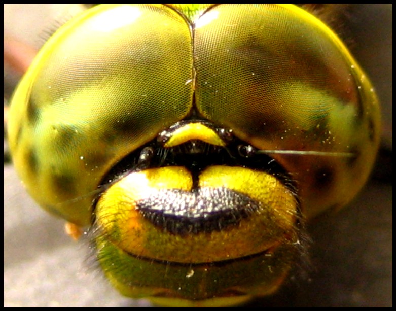 Facetten-Augen