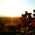 Facetten der Abenddämmerung