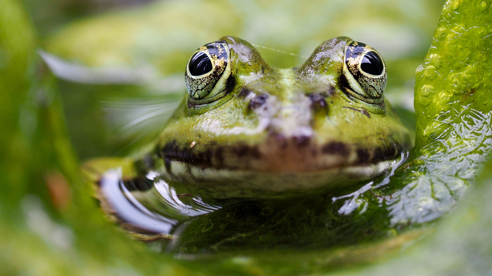 Facetten der Natur