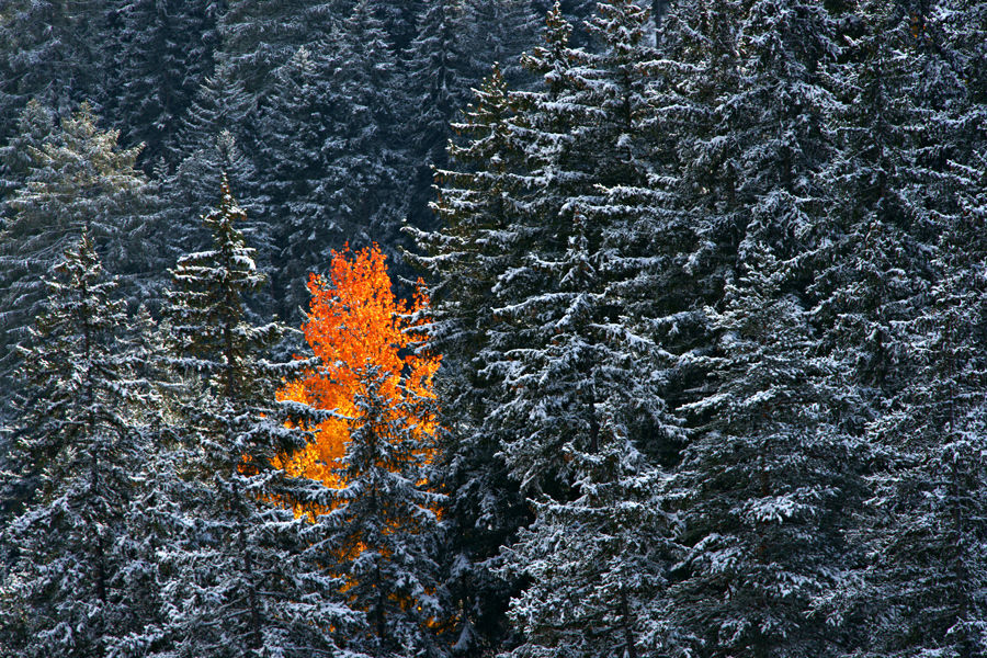 Facetten des goldenen Herbstes I