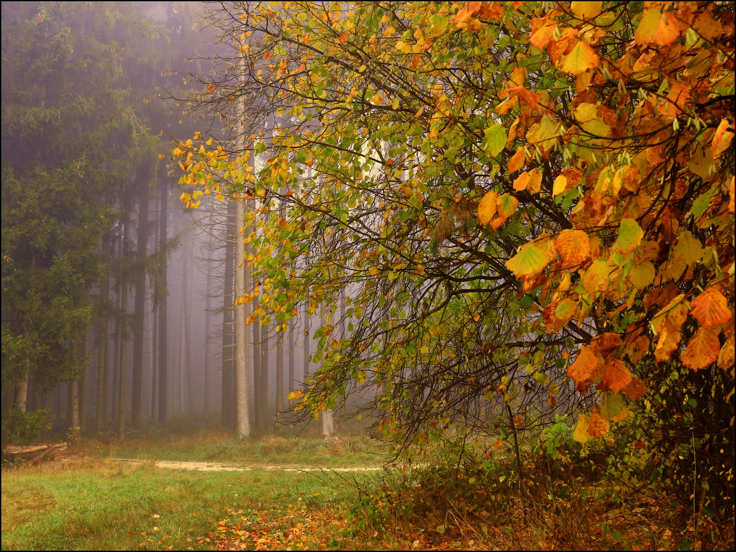 FACETTEN DES HERBSTES