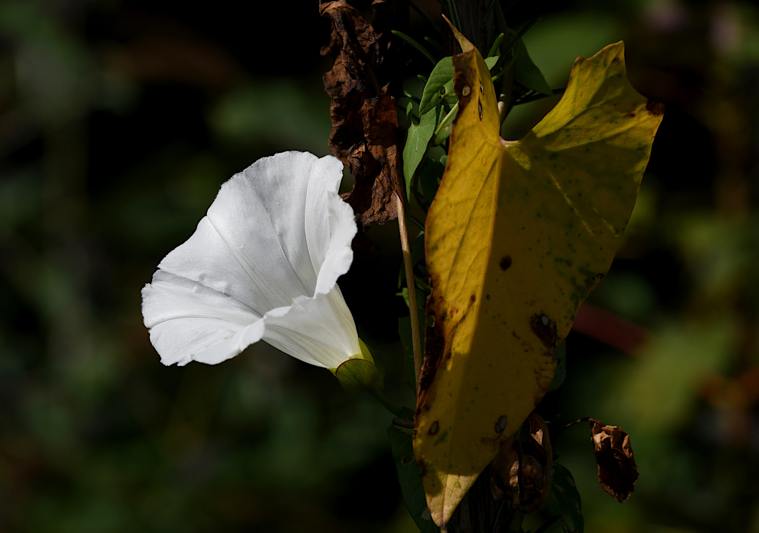 FACETTEN DES HERBSTES ...