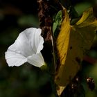 FACETTEN DES HERBSTES ...