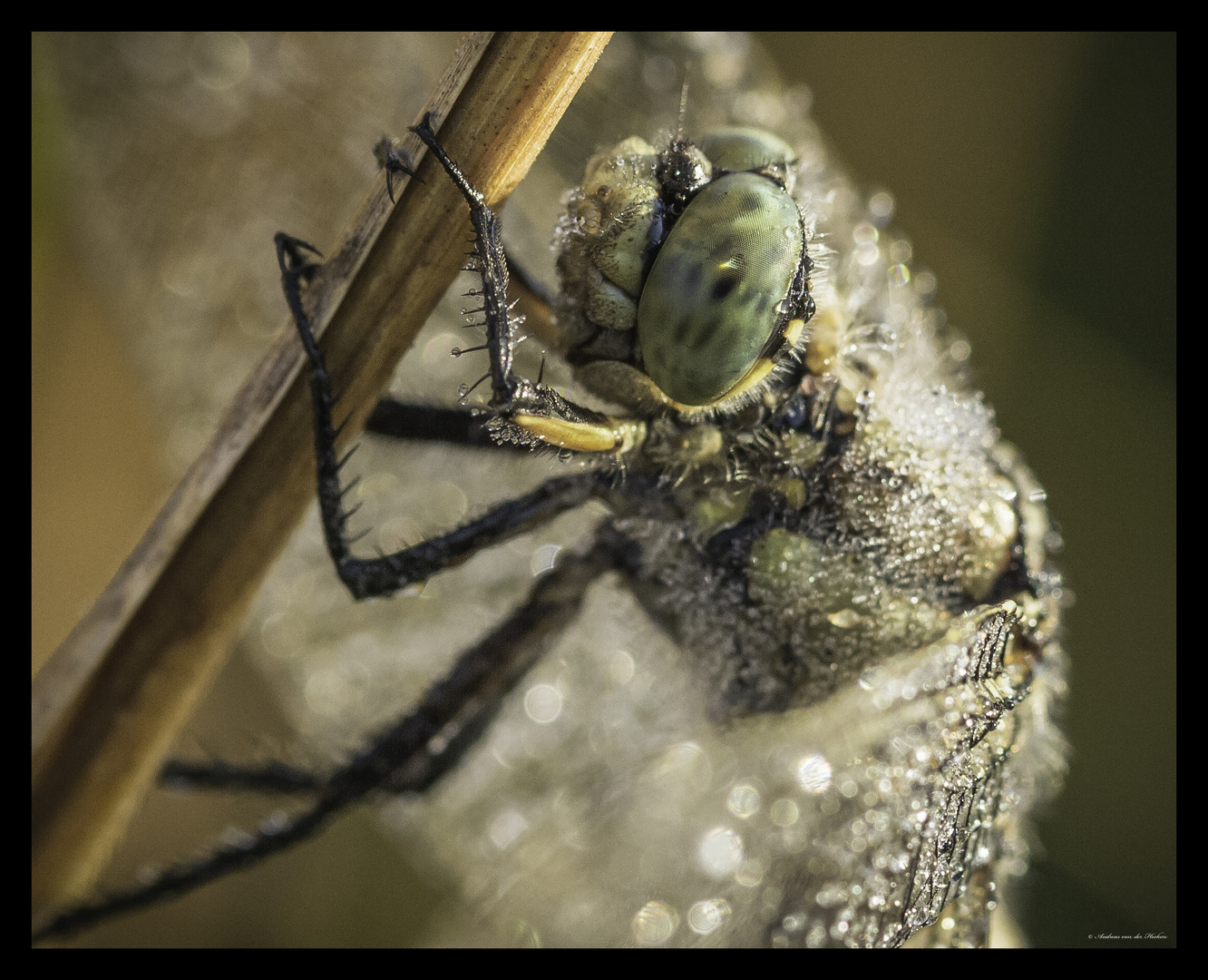 Facettenauge einer Blaupfeillibelle (Orthetrum)