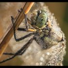 Facettenauge einer Blaupfeillibelle (Orthetrum)