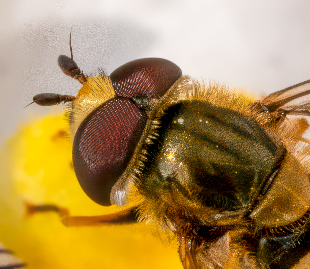 Facettenaugen