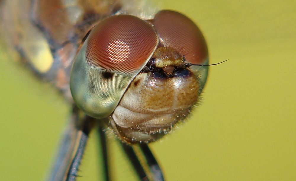 Facettenaugen einer Libelle