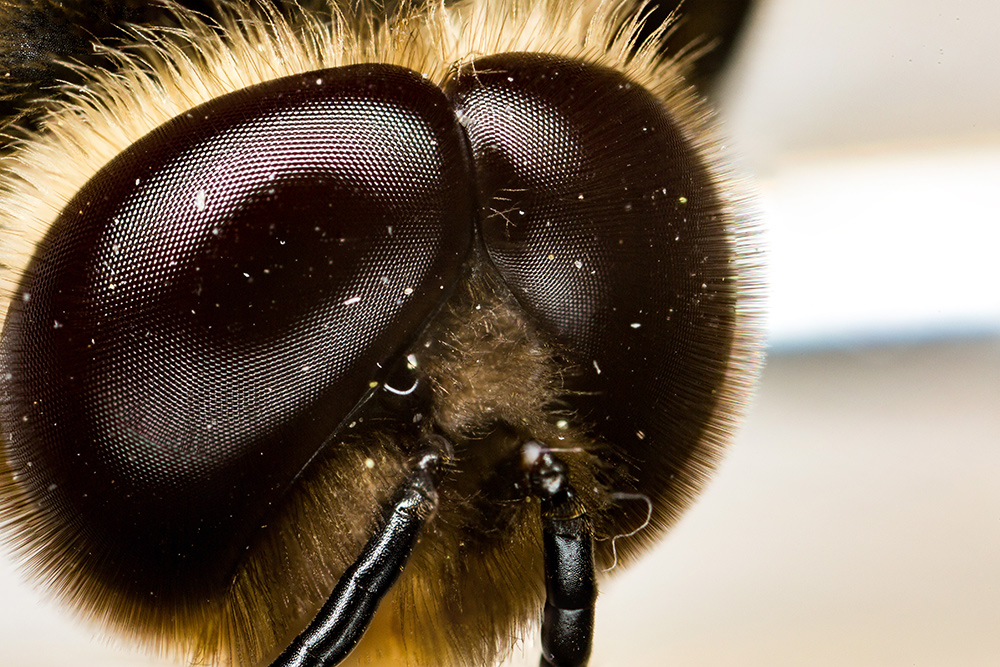 Facettenaugen eines Drohns