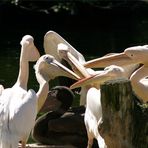 Fachsimpeln im Kölner Zoo