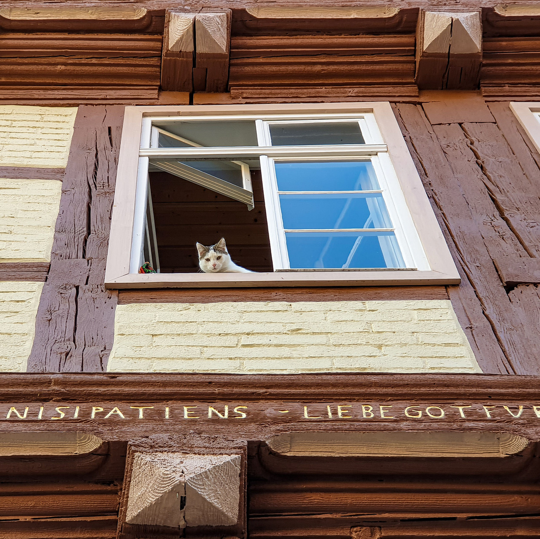 Fachwerk Katze