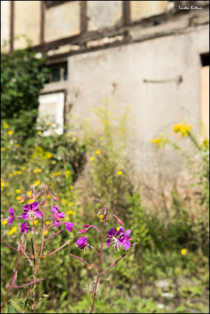 Fachwerk mit mehr