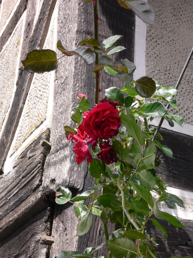 Fachwerkrose