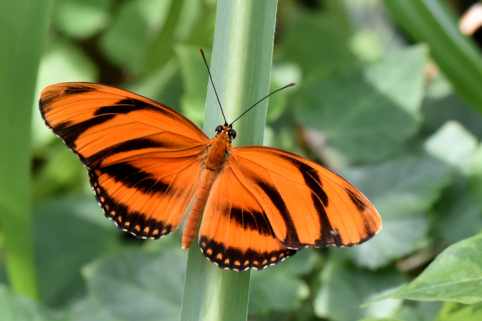 Fackel Foto & Bild makro, natur, insekten Bilder auf