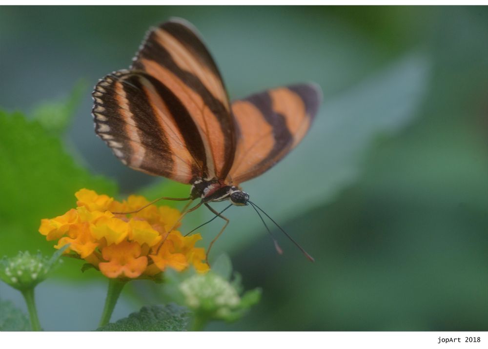 Fackel (Dryadula phaetusa)...