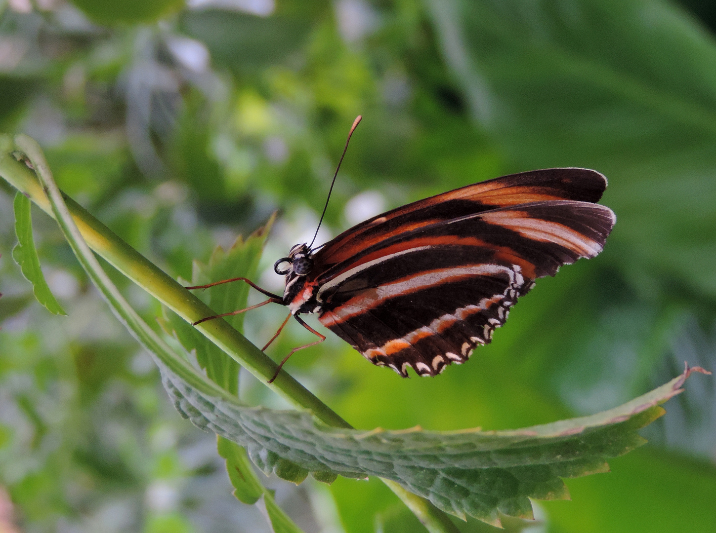 #...Fackel ( Dryadula phaetusa )