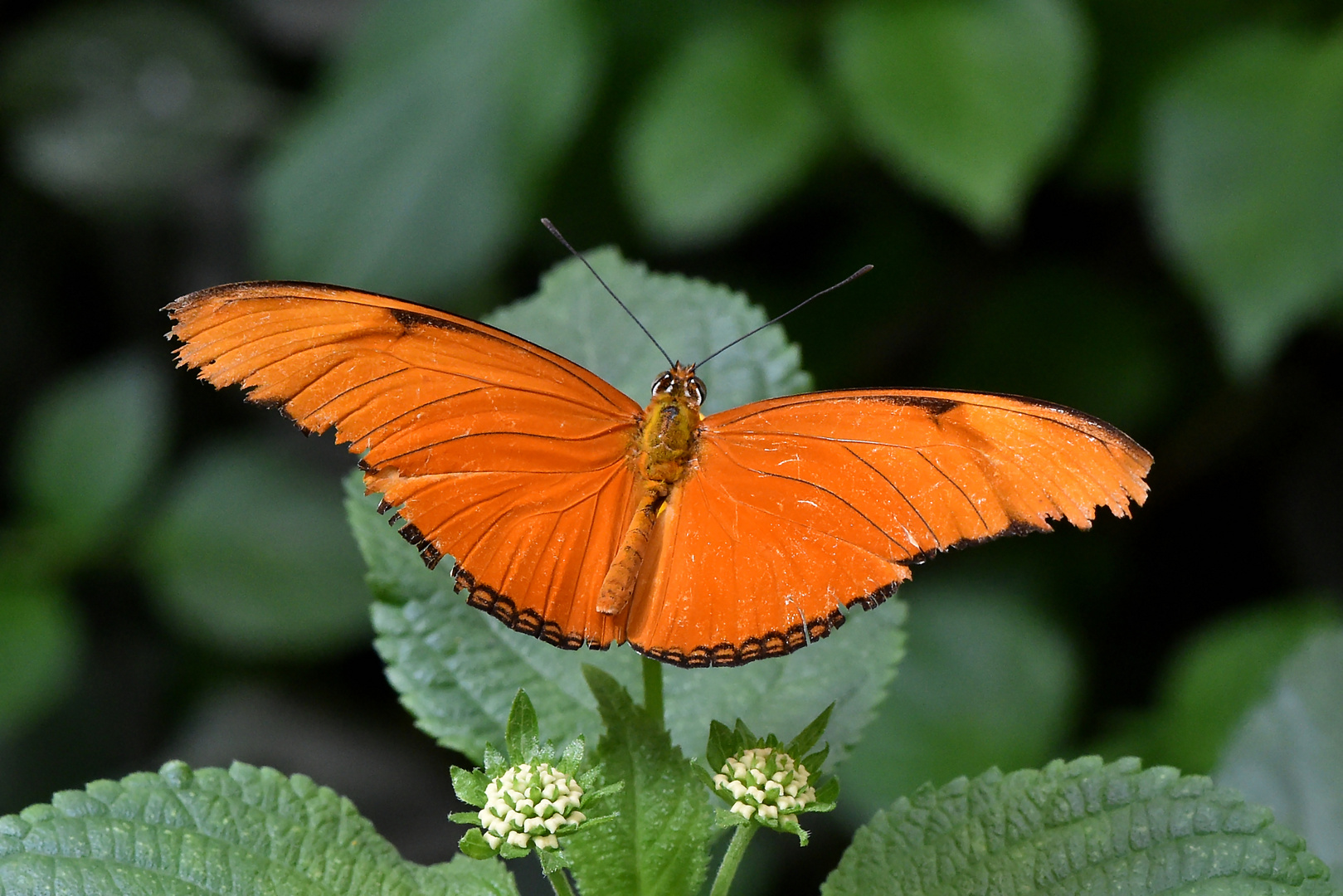 Fackel - Dryas iulia