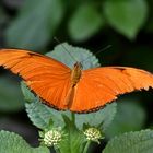 Fackel - Dryas iulia