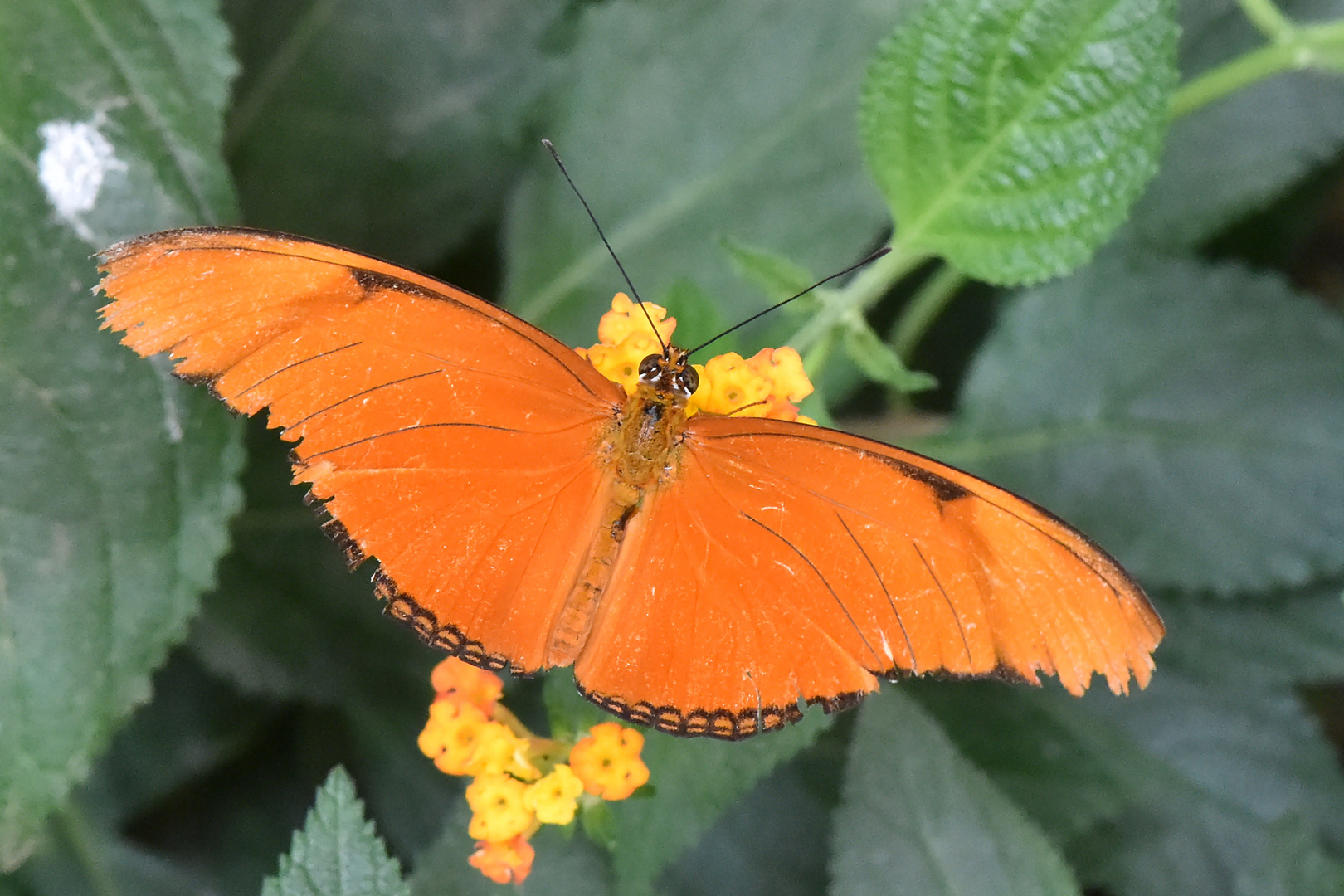 Fackel - Dryas iulia - Oberseite