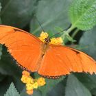 Fackel - Dryas iulia - Oberseite