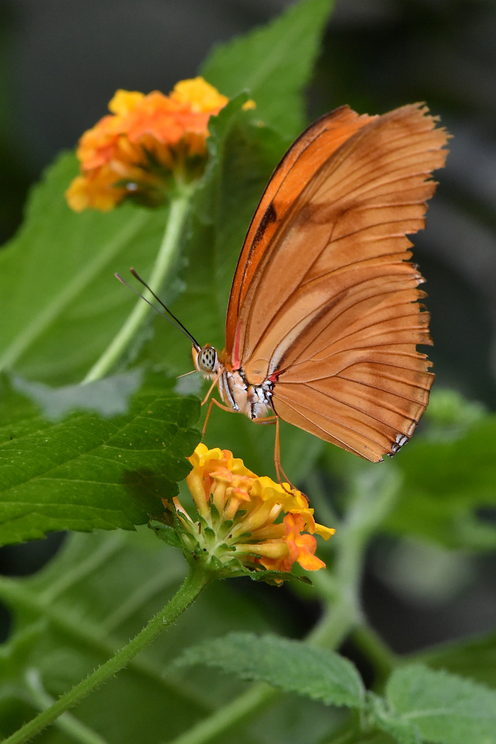 Fackel - Dryas iulia - Unterseite