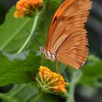 Fackel - Dryas iulia - Unterseite