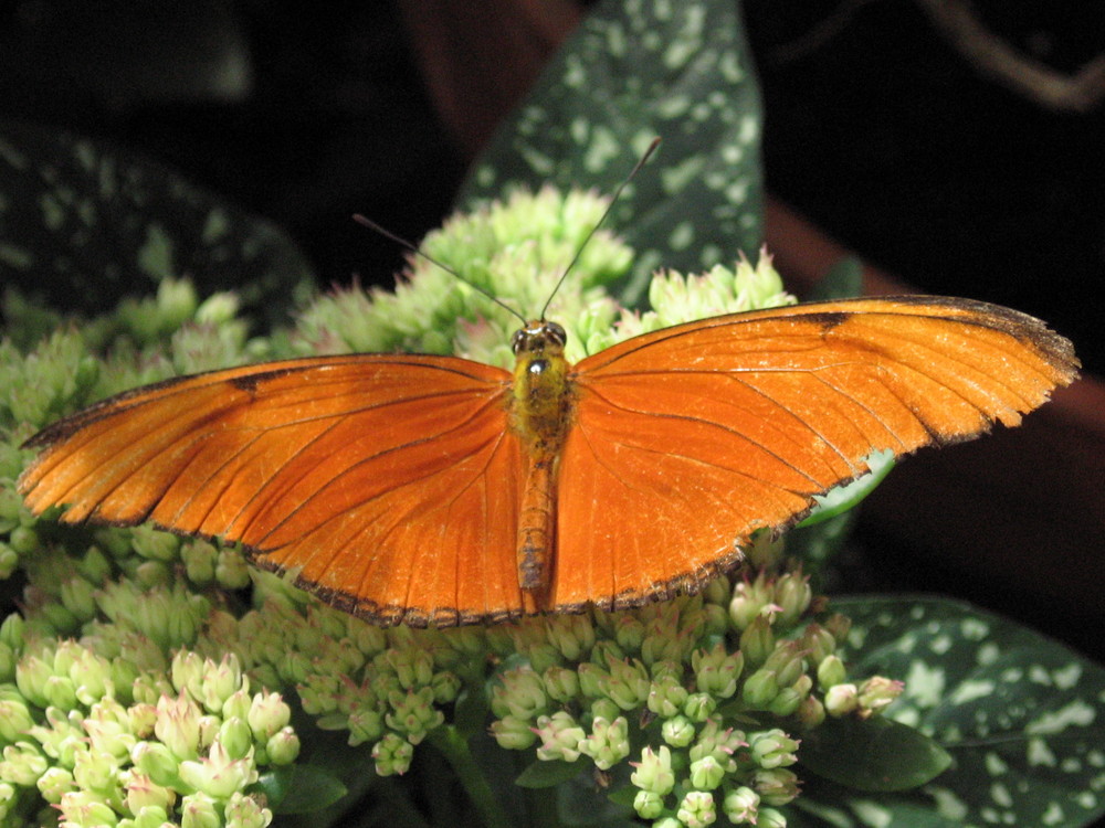 Fackel (Dryas Julia)