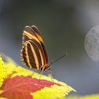 Fackel-Falter auf Blatt