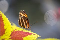 Fackel-Falter auf Blatt