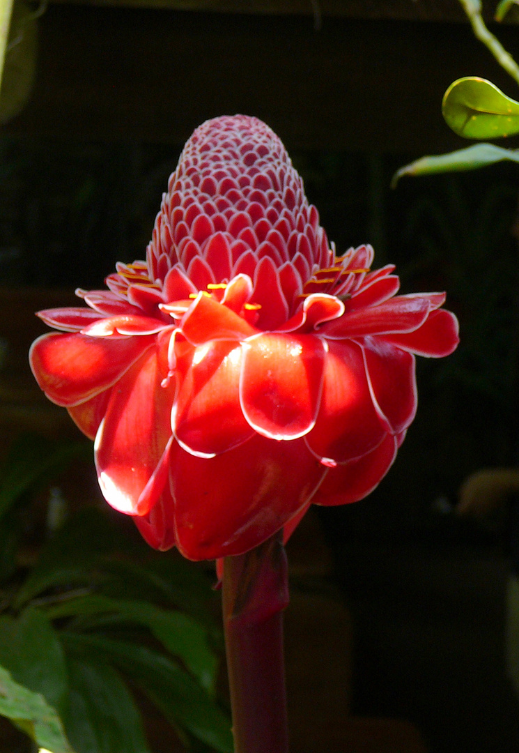 Fackel-Ingwer (Etlingera eliator) - Costa Rica