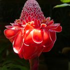 Fackel-Ingwer (Etlingera eliator) - Costa Rica