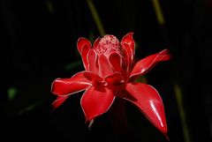 Fackel Ingwer/ torch ginger