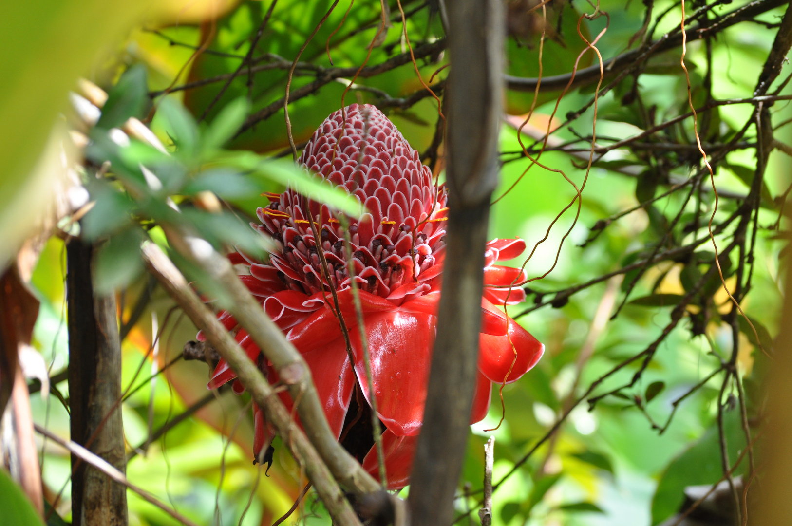 Fackelingwerblüte an den Akaka Wasserfällen auf Big Island Hawaii